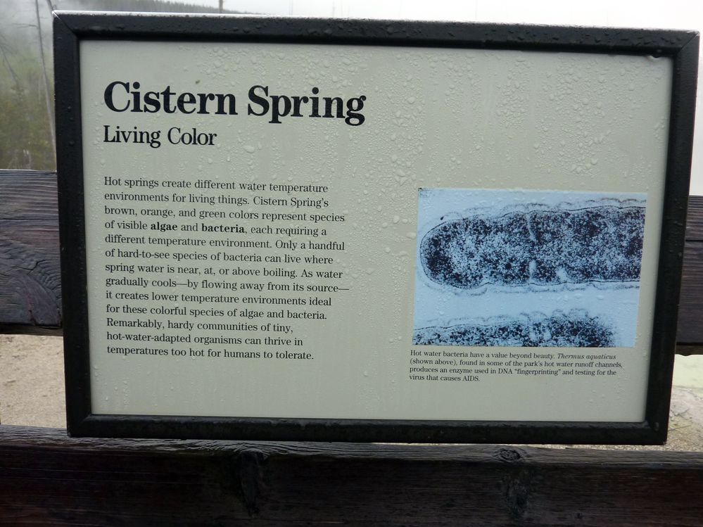 Yellowstone Norris Geyser Cistern spring (1).JPG